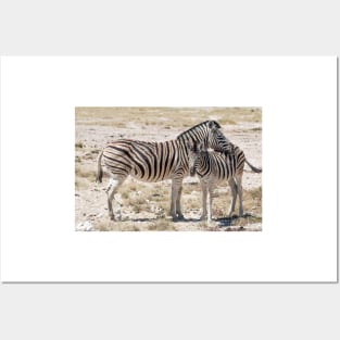 Zebra with Foal in Etosha, Namibia Posters and Art